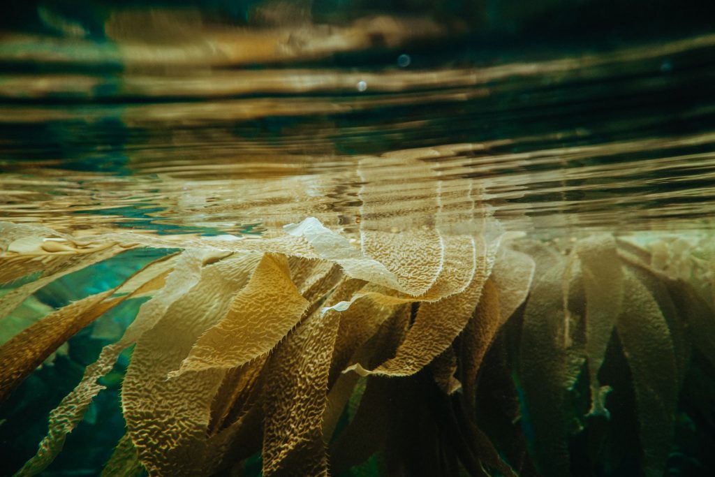 Kelp-underwater