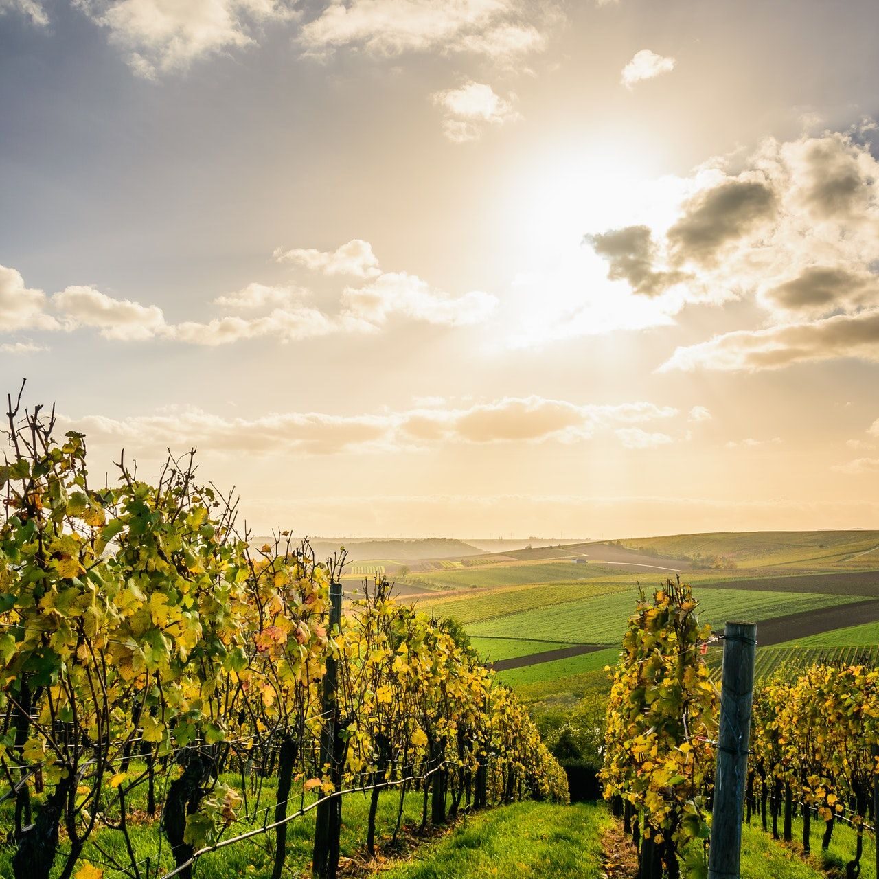 Vineyard-and-fields