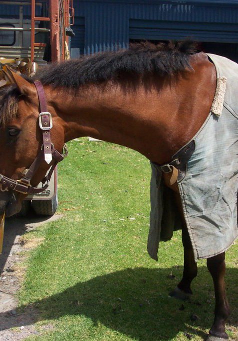 Horse eating bull kelp