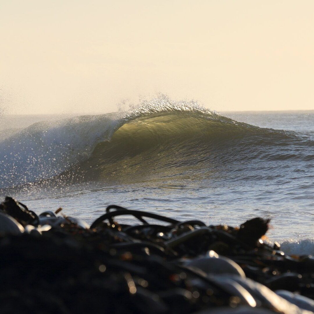 Kelp-with-wave-in-background