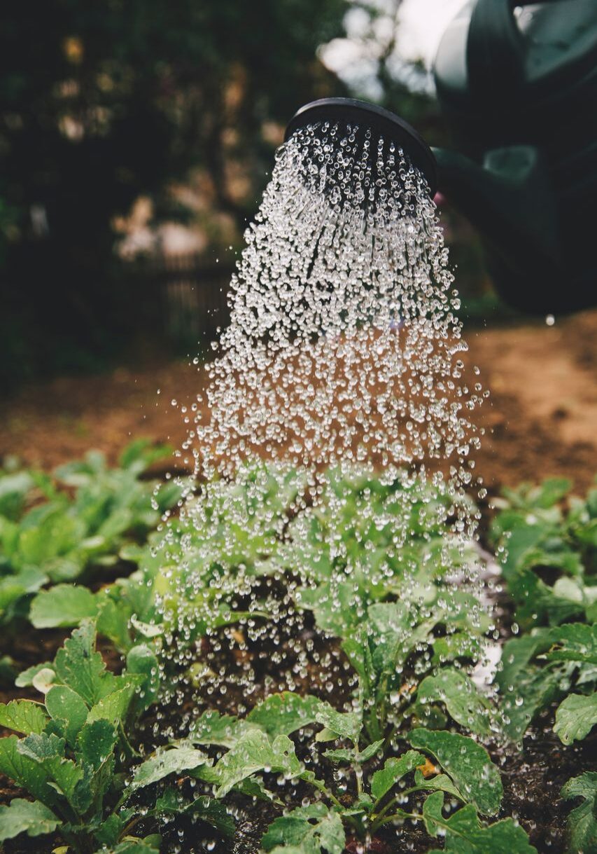 Watering-can